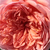 Roza - Angleška vrtnica - Candy Rain